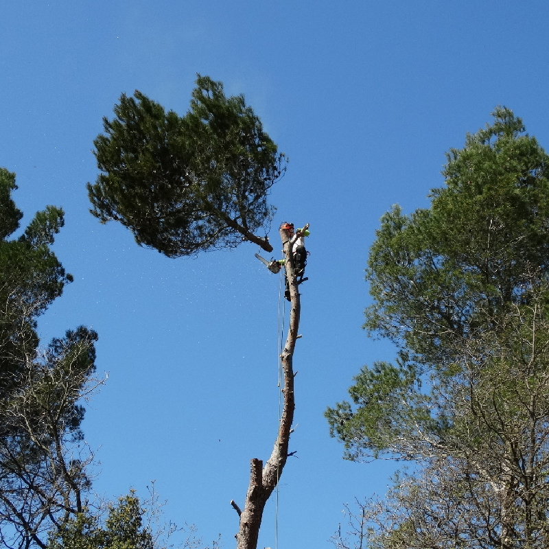 travaux d’arbres